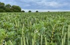 Winter wheat and field beans bi-cropping. Image by John Pawsey.