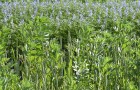 Examples of bicropping and alternative crops showcased on the NIAB stand at the 2023 Cereals Event.