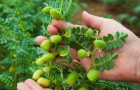 Chickpeas (Image from shutterstock.com)