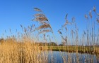 Common reed and fenland landscape