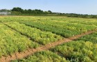 Lentil trial at NIAB