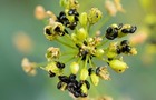 Pollen beetles damaging spring rape racemes (Alan Dewar)