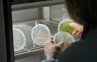 Scientist examining plants in a growth chamber - Science Museum Group