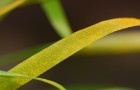 Yellow rust on a wheat leaf