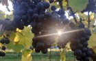 Sun shining through grapes on a vine at NIAB's East Malling site, Kent