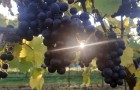 Sun shining through grapes on a vine at NIAB's East Malling site, Kent