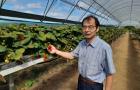 Professoer Xiangming Xu holding a strawberry plant in polytunnels at NIAB East Malling
