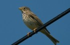 Corn bunting perched on wire (Photo by Will George https://www.flickr.com/photos/runnerwill/)