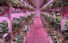 Strawberries growing in a vertical farming unit