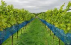 NIAB research vineyard