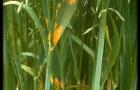 Oat crown rust