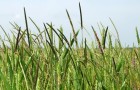 Black-grass in a field of wheat