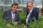 Cambridge & Peterbrough Combined Authority Mayor Dr Nik Johnson and NIAB CEO Professor Mario Caccamo looking at chickpeas in the NIAB glasshouses