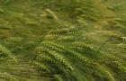 Barley