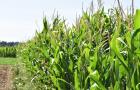 Maize