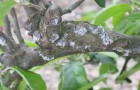 Research into control of woolly apple aphid forms part of NIAB’s Tree Fruit technical webinar event