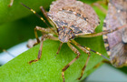 A brown marmorated stink bug on a green leaf.