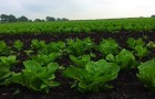 High value lettuce crop growing on drained lowland peat soil. Photo by Ross Morrison.