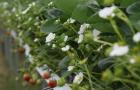 Starwberries flowering at Niab