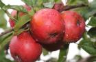 Apples growing on a tree