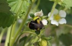 Bumblebee on strawberry plant at NIAB