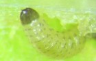 Larval cabbage stem flea beetle