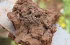 A section of soil displayed on a spade