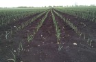 Leeks in fenland soil