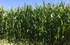 Forage maize at tassling stage