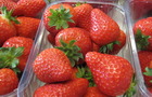 Malling Centenary strawberries
