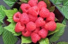 Malling Bella® raspberries
