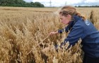 NIAB staff member Marielle assessing oats in a NIAB trial