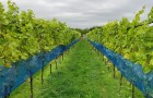 The trials vineyard at NIAB East Malling