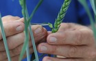 Plant breeding