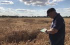 Niab's Phil Howell assessing wheat in a field