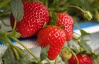 Strawberries at Niab East Malling