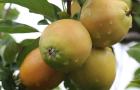 Sunburst apples - bred at NIAB East Malling