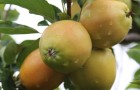 Sunburst apples - bred at NIAB East Malling