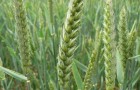 Wheat growing in a field