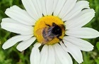 Insects feeding on wildflower oxeye daisy