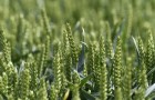 Wheat growing in a field