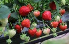 Malling Ace Strawberries 