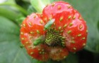 Common green capsid on a strawberry