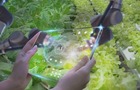 AI surveying a lettuce crop