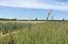 Herbal ley next to a wheat crop