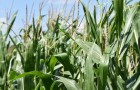 Maize trials growing at NIAB HQ, Cambridgeshire