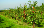 Orchard at NIAB EMR