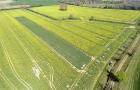 Field of flowering oilseed rape
