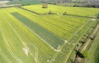 Field of flowering oilseed rape