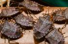 Brown marmorated stink bugs